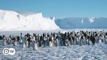 Pingüinos emperador y renos entre especies amenazadas: WWF