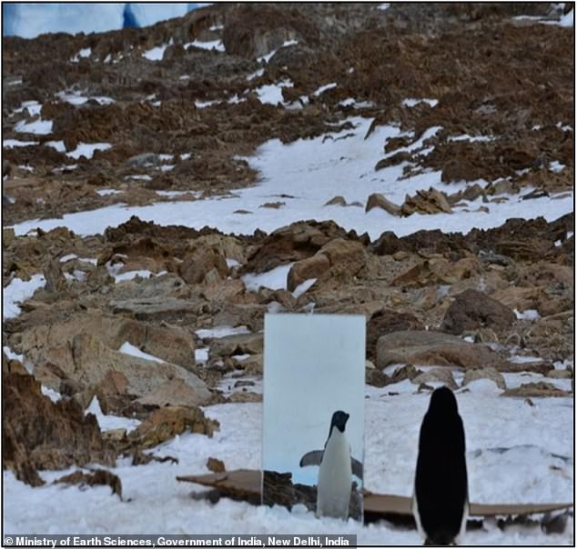 Los científicos realizaron la prueba del espejo con una docena de pingüinos salvajes en la Antártida.  El primero de tres espejos usados ​​colocados al azar en el área del animal para ver si se reconocía a sí mismo.