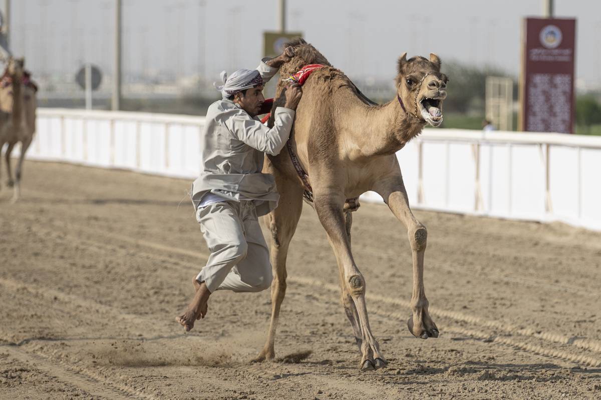 Qatar alberga la primera Copa del Mundo de camellos
