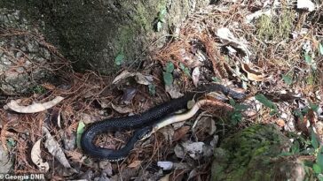 Se vio a una serpiente tratando de tragarse una anguila larga y viscosa en un video publicado por funcionarios de vida silvestre en Georgia.
