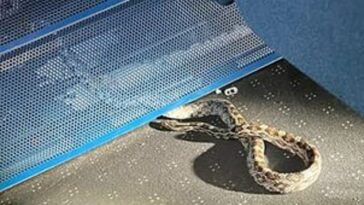 La serpiente fue descubierta en un carruaje que normalmente viajaba entre Londres, Kent y Sussex.