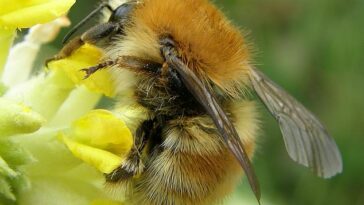 La abeja Carder de bandas marrones (en la foto) fue identificada por conservacionistas de la reserva natural del Área de Excepcional Belleza Natural (AONB) del sur de Devon