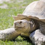 Tortugas africanas en peligro de extinción regresan a casa desde Mónaco