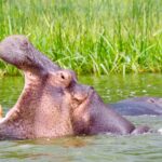 Un valiente transeúnte salvó a un niño pequeño de las enormes fauces de un hipopótamo rebelde