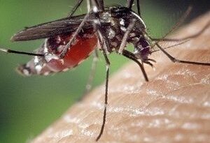 Vacuna contra el dengue del Instituto Butantan muestra una eficacia cercana al 80%