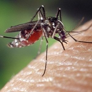 Vacuna contra el dengue del Instituto Butantan muestra una eficacia cercana al 80%