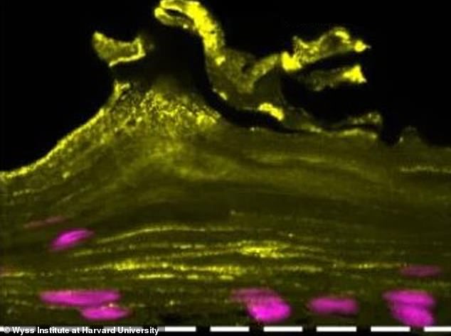 Los científicos recolectaron células vaginales de dos voluntarias y las colocaron en chips de silicio.  En cinco días, las células habían madurado en distintas capas de células que reflejaban las del tejido vaginal humano.