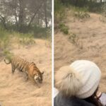 Varun Dhawan va de vacaciones a un safari en la jungla con su esposa Natasha Dalal y comparte un video: "Cuando bhediya conoció al tigre..."