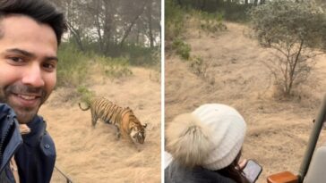 Varun Dhawan va de vacaciones a un safari en la jungla con su esposa Natasha Dalal y comparte un video: "Cuando bhediya conoció al tigre..."