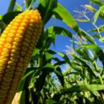 ¿México y EE. UU. podrían finalmente llegar a un acuerdo sobre el maíz transgénico para enero?