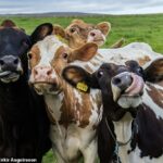 Las granjas en el futuro pueden contar con vacas equipadas con dispositivos inteligentes que rastrean sus movimientos, monitorean sus signos vitales de salud y buscan signos de enfermedad.
