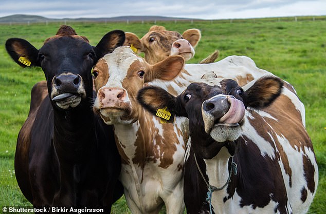 Las granjas en el futuro pueden contar con vacas equipadas con dispositivos inteligentes que rastrean sus movimientos, monitorean sus signos vitales de salud y buscan signos de enfermedad.