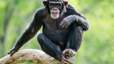 Los chimpancés adolescentes corren más riesgos y son más propensos a tener rabietas que los simios mayores, según ha demostrado un estudio de la Universidad de Michigan.  En la foto: un joven chimpancé descansando en la rama de un árbol.