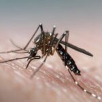 Advertencia de encefalitis de Murray Valley a medida que aumenta el número de mosquitos