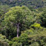 Alemania anuncia paquete de protección de Amazon para Brasil