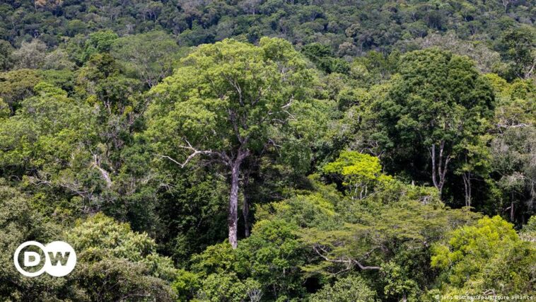 Alemania anuncia paquete de protección de Amazon para Brasil
