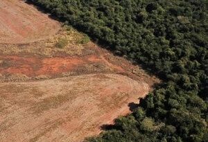 Brasil registró aumento de 54% en alertas de deforestación en 2022