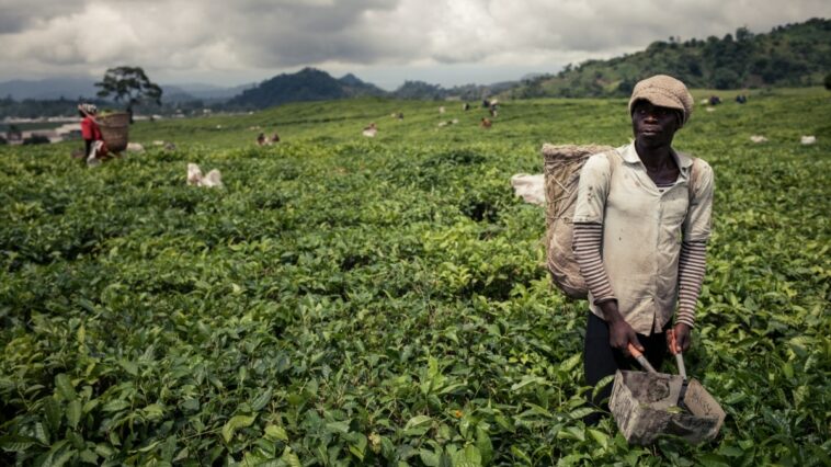 Camerún pide a los trabajadores de las plantaciones que regresen a las conflictivas regiones occidentales
