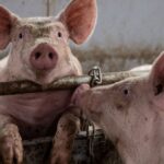 Carnicero muere tras forcejear con cerdo en matadero de Hong Kong
