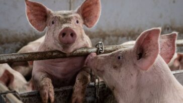 Carnicero muere tras forcejear con cerdo en matadero de Hong Kong