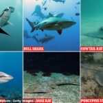 Casi dos tercios de las especies de tiburones y rayas de los arrecifes de coral están en riesgo de EXTINCIÓN