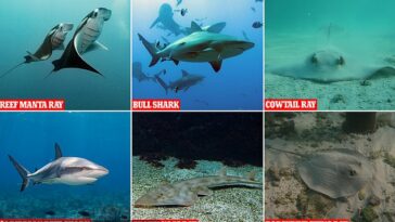Casi dos tercios de las especies de tiburones y rayas de los arrecifes de coral están en riesgo de EXTINCIÓN