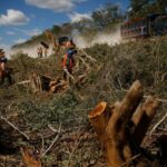 Científicos mexicanos alarmados por el desastre ambiental provocado por el Tren Maya