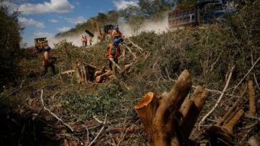 Científicos mexicanos alarmados por el desastre ambiental provocado por el Tren Maya