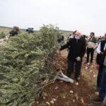 Cisjordania: colonos israelíes ilegales destruyen decenas de olivos