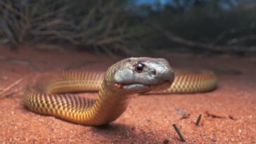 Juvenile king brown/mulga snake (Pseudechis australis).