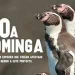 Defensores ambientales chilenos rechazan proyecto minero Dominga