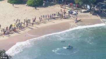 Cientos de nadadores fueron sacados de las aguas en Manly y Shelly Beach después de que un delfín fuera atacado por un tiburón alrededor de las 8 a.m. del sábado (en la foto)