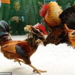 Dos hombres murieron desangrados en eventos de peleas de gallos en India después de ser cortados con cuchillos clavados en gallos (foto de archivo)