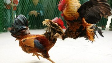 Dos hombres murieron desangrados en eventos de peleas de gallos en India después de ser cortados con cuchillos clavados en gallos (foto de archivo)