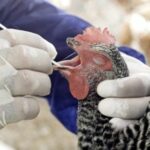 Ecuador registra primer caso de gripe aviar en humanos