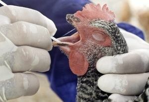 Ecuador registra primer caso de gripe aviar en humanos