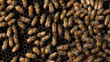 Estados Unidos ha dado luz verde a la primera vacuna del mundo para las abejas.  La vacuna es para proteger a las crías de una enfermedad mortal causada por la bacteria formadora de esporas, Paenibacillus larva.