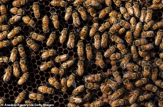 Estados Unidos ha dado luz verde a la primera vacuna del mundo para las abejas.  La vacuna es para proteger a las crías de una enfermedad mortal causada por la bacteria formadora de esporas, Paenibacillus larva.