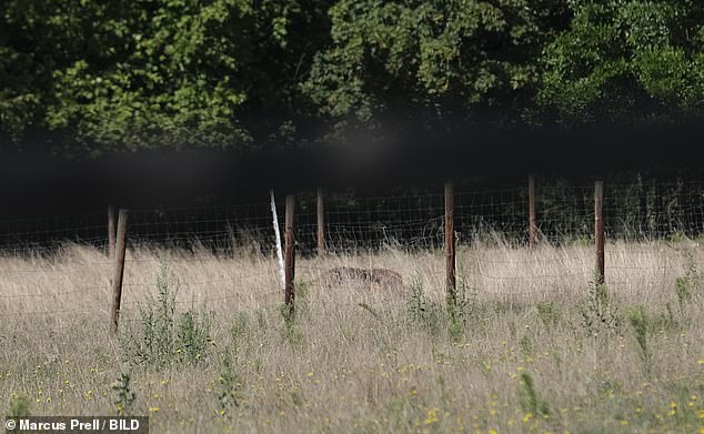 En la imagen: el cuerpo del preciado caballo de Ursula von der Leyen, llamado Dolly, se ve muerto en un pasto en Alemania después de que los lobos lo atacaran salvajemente en septiembre del año pasado.