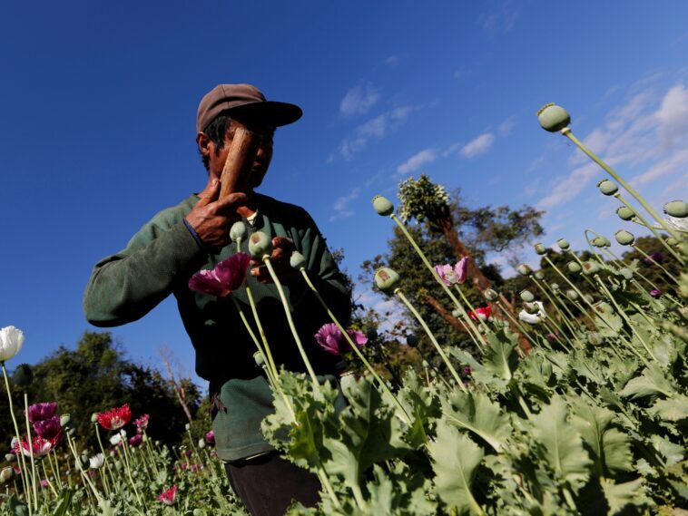 El cultivo de opio aumenta desde que el ejército de Myanmar tomó el poder: ONU