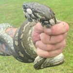 Rhianna Tannock, madre de dos hijos, encontró una serpiente con 30 garrapatas adheridas a la cabeza (arriba) mientras caminaba en Byron Bay