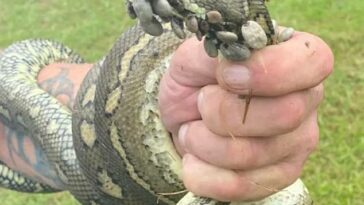 Rhianna Tannock, madre de dos hijos, encontró una serpiente con 30 garrapatas adheridas a la cabeza (arriba) mientras caminaba en Byron Bay