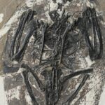 Peculiar: un extraño híbrido de dinosaurio y pájaro que tenía una cabeza como Tyrannosaurus Rex voló sobre China hace 120 millones de años, según reveló un análisis de fósiles.  Los expertos descubrieron el fósil de la huella del cuerpo, llamado Cratonavis zhui, durante las excavaciones en el norte de China (en la foto)