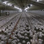 Granjeros sudafricanos sacrifican 10 millones de pollitos debido a cortes de energía