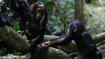 ¿Hablas chimpancé?  Puede parecer extraño pensar que podemos entender instintivamente lo que un chimpancé está tratando de decirnos.  Responda este cuestionario a continuación y vea si puede entender estos 10 gestos comunes de chimpancés y bonobos.