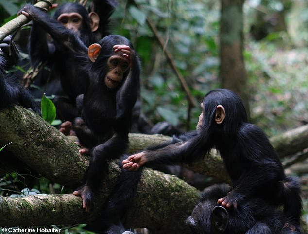 ¿Hablas chimpancé?  Puede parecer extraño pensar que podemos entender instintivamente lo que un chimpancé está tratando de decirnos.  Responda este cuestionario a continuación y vea si puede entender estos 10 gestos comunes de chimpancés y bonobos.
