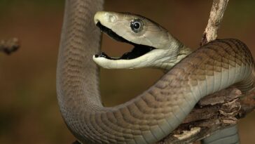 La mamba negra crece hasta 2,5 metros, mientras que su veneno es tan potente que es probable que dos gotas maten a una persona.  La serpiente no se llama así por el color de sus escamas, sino por el color del interior de su boca y lengua.