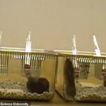 El video muestra filas de pequeñas jaulas de plástico con dos animales adentro que tienen acceso a dos botellas, una con alcohol y la otra con agua.