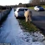 Las imágenes angustiosas muestran al burro blanco, con una cuerda atada firmemente alrededor de su boca y atada a la parte trasera del automóvil, siendo arrastrado por el conductor a lo largo de la carretera en Edenderry, condado de Offaly.