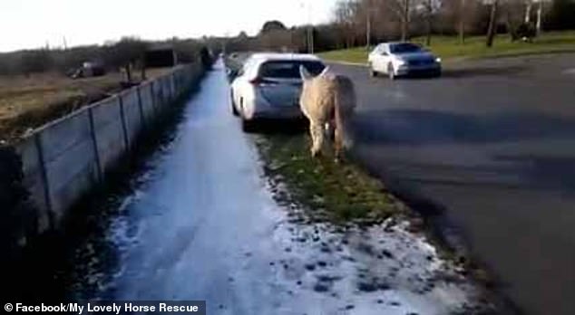 Las imágenes angustiosas muestran al burro blanco, con una cuerda atada firmemente alrededor de su boca y atada a la parte trasera del automóvil, siendo arrastrado por el conductor a lo largo de la carretera en Edenderry, condado de Offaly.